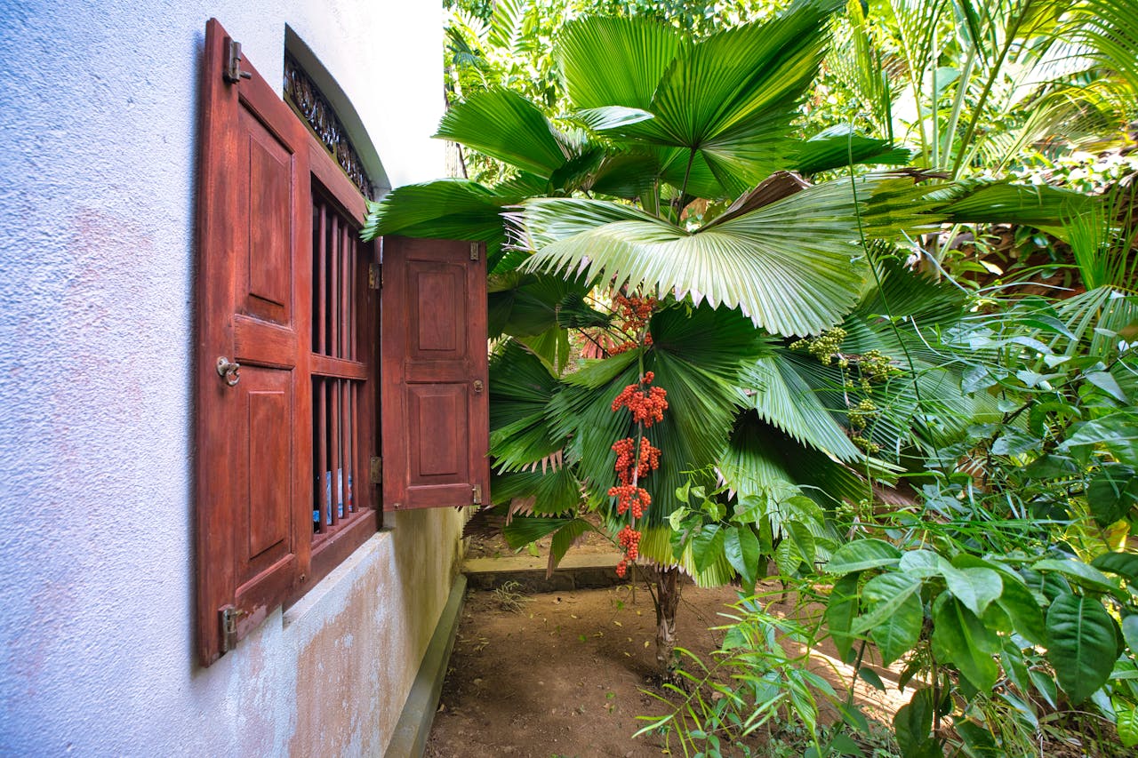 Lush tropical garden with large palm leaves and open wooden window in Sri Lanka.